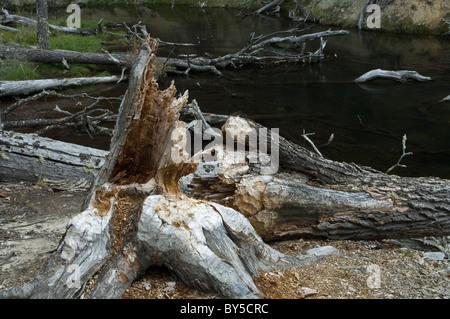 Amerikanischer Biber (Castor Canadensis) eingeführten Arten, Lenga (Nothofagus Pumilio) Stamm am Ufer des Stream Argentinien gefällt Stockfoto