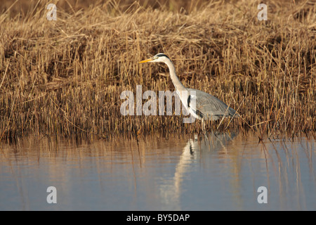 Graureiher stalking Fische in ein Gewässer Reed Bett Stockfoto