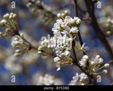 Frühling Blüte Bradford Birnbaum (Callery Birne, Pyrus Calleryana) Stockfoto