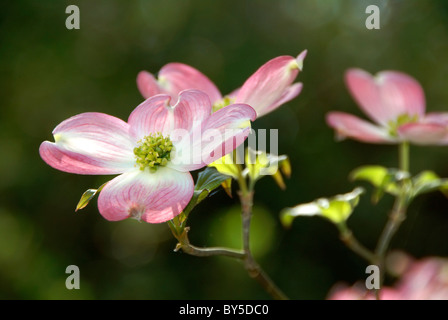 Blühender Hartriegel Baum, Cornus Florida Rubra Stockfoto