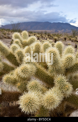 Teddy Bear Cholla Cactus (Cylindropuntia Bigelovii) und Sawtooth Mountains im Anza-Borrego Desert State Park in San Diego County, Kalifornien, USA. Stockfoto