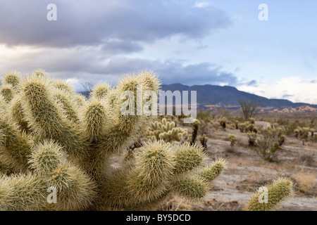 Teddy Bear Cholla Cactus (Cylindropuntia Bigelovii) und Sawtooth Mountains im Anza-Borrego Desert State Park in San Diego County, Kalifornien, USA. Stockfoto