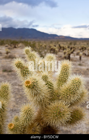 Teddybear Cholla Kaktus (Opuntia Bigelovii) und Sawtooth Mountains im Anza-Borrego Desert State Park in San Diego County, Kalifornien, USA. Stockfoto