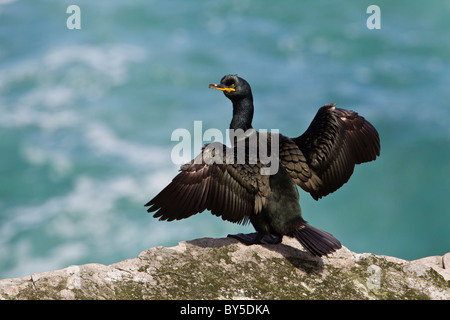 Mit Flügeln weitverbreitet auf einer Klippe mit Blick auf das türkisfarbene Meer Shag Stockfoto