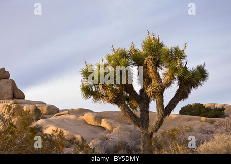 Warmes Sonnenlicht trifft Joshua Bäume (Yucca Brevifolia) am Ende des Tages bei Jumbo Rocks Campground in Joshua Tree Nationalpark, Kalifornien, USA. Stockfoto