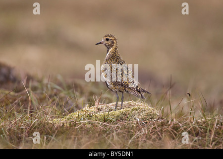 Goldregenpfeifer auf einem Moor tussock Posing Stockfoto