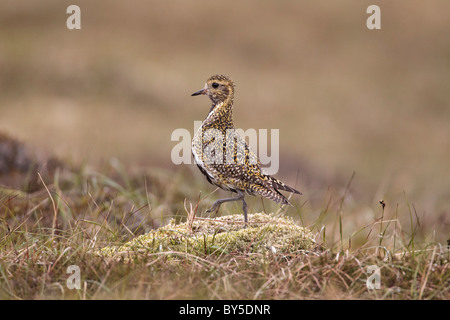 Goldregenpfeifer auf einem Moor tussock Posing Stockfoto