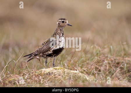 Goldregenpfeifer auf einem Moor tussock Posing Stockfoto