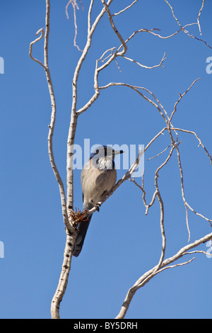 Kalifornien oder Western-Peeling-Jay (Aphelocoma Californica) in am Jumbo Rocks Campground in Joshua Tree Nationalpark, Kalifornien, USA. Stockfoto