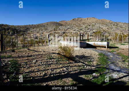 Frühling in Chukar Jagdgebiet in der westlichen Mojave-Wüste in der Nähe von Barstow, Kalifornien Stockfoto