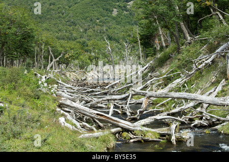 Amerikanischer Biber (Castor Canadensis) eingeführten Arten gefällt südliche Buche (Nothofagus SP.) Stämmen in der Nähe von Lago Margarita Stockfoto