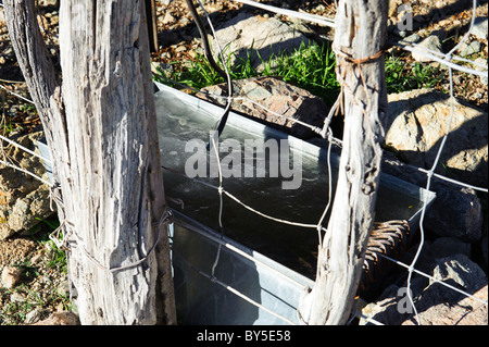 Frühling in Chukar Jagdgebiet in der westlichen Mojave-Wüste in der Nähe von Barstow, Kalifornien Stockfoto