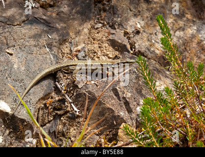 Gemeinsame oder europäischen Wand-Eidechse Podarcis Muralis auf Felsen in der Nationalpark Picos de Europa in Kantabrien Spanien Stockfoto