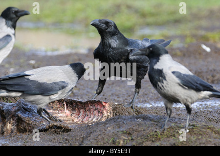 Raben und Krähen Stockfoto