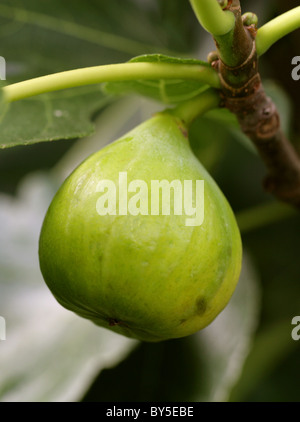 Gemeinsamen Feigen, Ficus Carica, Moraceae. Mittelmeer, Süd-West-Asien. Stockfoto