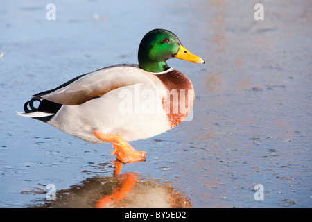 Eine männliche Stockente auf Eis Martin Mere Vogel behält sich in der Nähe von Ormskirk, Lancashire, UK. Stockfoto