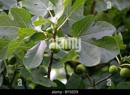 Gemeinsamen Feigen, Ficus Carica, Moraceae. Mittelmeer, Süd-West-Asien. Stockfoto