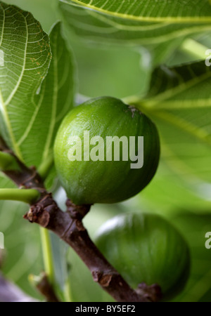 Gemeinsamen Feigen, Ficus Carica, Moraceae. Mittelmeer, Süd-West-Asien. Stockfoto