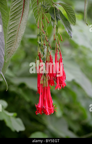 Bolivianische Fuchsia, Fuchsia Boliviana, Onagraceae, Peru, Bolivien und Nordargentinien Bolivianische Fuchsia, Fuchsia Boliviana, Onagraceae, Peru, Bolivien und Nordargentinien