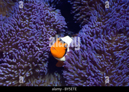 Clown Anemonenfische (Amphiprion Percula) mit blaue Varietät der Anemone (regelmäßig Gigantea). Stockfoto