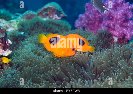 Roten Saddleback Anemonenfische (Amphiprion Ephippium) mit Ahemone und Weichkorallen. Andamanensee, Thailand. Stockfoto