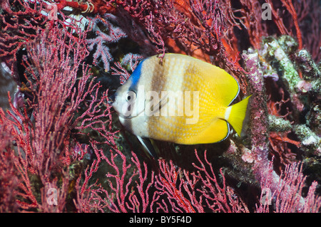 Kleins Butterflyfish (Chaetodontidae Kleinii) mit Gorgonien. Misool, Raja Ampat, West Papua, Indonesien. Stockfoto