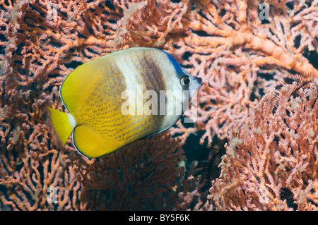 Kleins Butterflyfish (Chaetodontidae Kleinii) vorbei Gorgonien Seafan schwimmen. Misool, Raja Ampat, West Papua, Indonesien Stockfoto