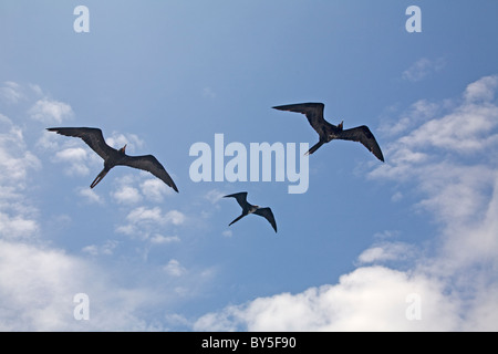 Vögel drei herrlichen Fregattvogels Fregata magnificens Vögel im Flug fliegen die Galapagosinseln Stockfoto