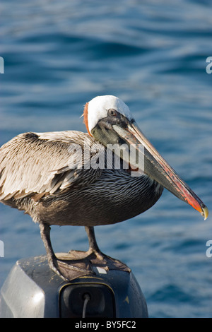 Vögel braune Pelikan Pelecanus Occidentalis Bartolome Bartholonew Galapagosöarna den Galapagosinseln Stockfoto