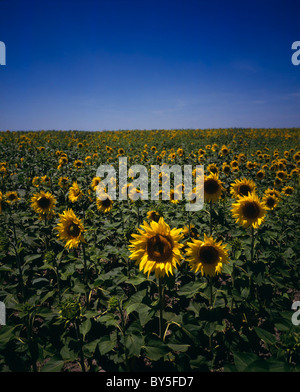 Provence, Südfrankreich, Sonnenblumenfelder im Mas de Rey in der Nähe von Arles Stockfoto