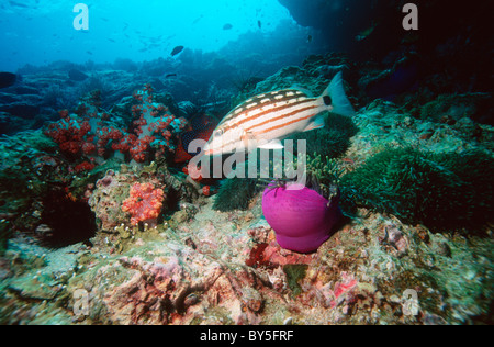 Karierte Schnapper (Lutjanus Decussatus) auf Korallenriff mit Anemonen und Weichkorallen. Andamanensee, Thailand. Stockfoto