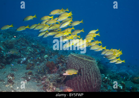 Blueline-Schnapper (Lutjanus Kasmira) über Korallenriff. Bali, Indonesien. Stockfoto