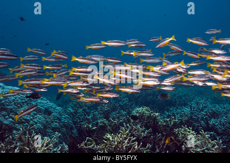 Zweipunkt-Schnapper (Lutjanus Biguttatus) Schule über große Betten Hirschhorn Koralle. Andamanensee, Thailand. Stockfoto