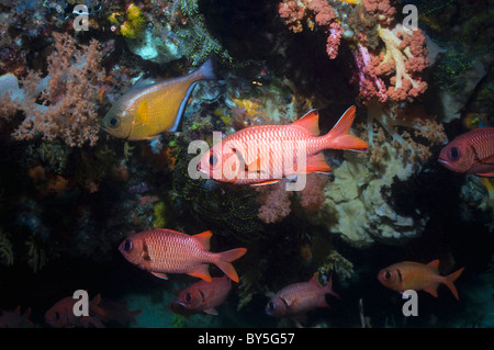 Bigscale Soldatenfische (Myripristis Berndti) am Korallenriff.  Rinca, Komodo National Park, Indonesien. Stockfoto