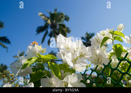 Bougainvillea Stockfoto