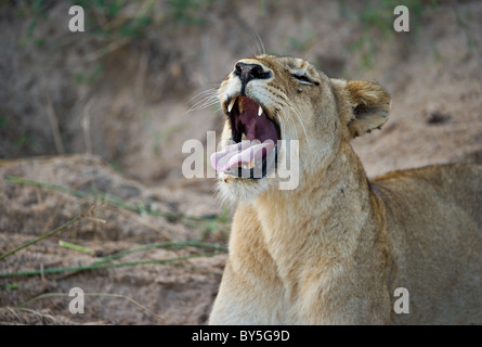 Gähnende Löwin in der afrikanischen Wildnis Stockfoto