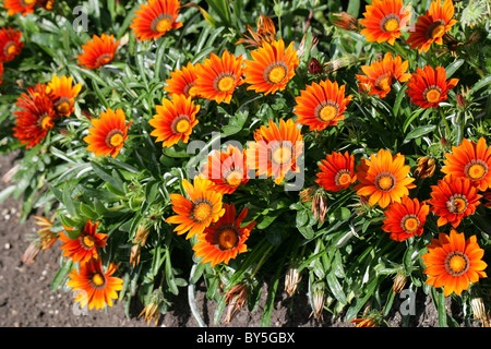 Gazanien Hybrid (Garten Ursprung), Asteraceae.  Leuchtend Orange Blüten. Stockfoto