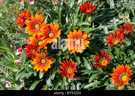 Gazanien Hybrid (Garten Ursprung), Asteraceae.  Leuchtend Orange Blüten. Stockfoto