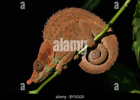 Männliche kryptische Chamäleon (Calumma Crypticum) im Regenwald von Ranomafana Nationalpark, östlichen Madagaskars. August 2010. Stockfoto