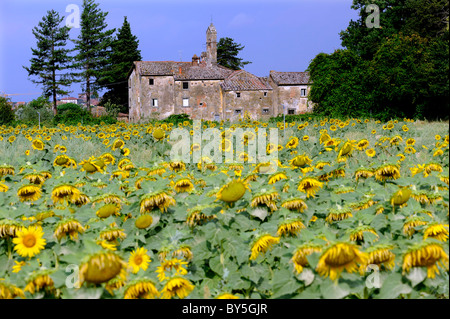 leuchtend gelbe Sonnenblumenköpfe willst in einem Feld nahe Cortona in der Toskana, Italien mit alten Gebäude im Hintergrund Stockfoto