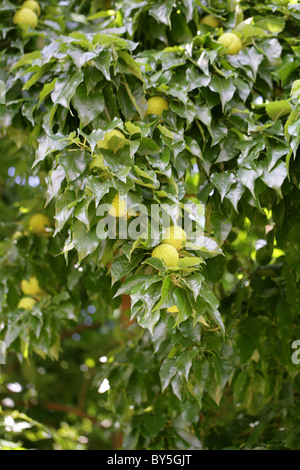 Osage Orange, Osage-Orange, Pferd-Apple, Bois D'Arc oder Bodark, Maclura Pomifera, Moraceae, Süd-Zentral-USA, Nordamerika. Stockfoto