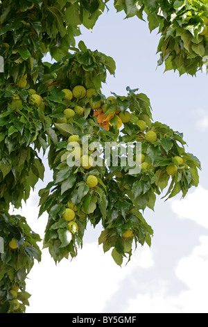 Osage Orange, Osage-Orange, Pferd-Apple, Bois D'Arc oder Bodark, Maclura Pomifera, Moraceae, Süd-Zentral-USA, Nordamerika. Stockfoto