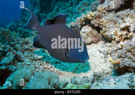 Blauer Drückerfisch (Pseudobalistes Fuscus) Vertikutieren Eiern im Nest auf Sand. Ägypten, Rotes Meer. Stockfoto