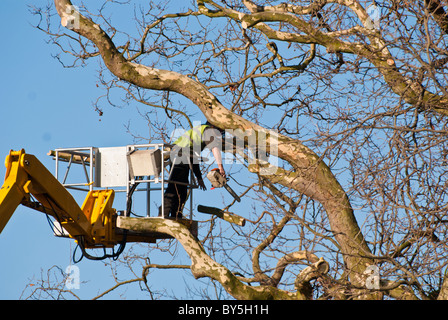 Baumpfleger Schneiden von Ästen aus ein großer Baum mit einer Hubarbeitsbühne für den Zugriff Stockfoto