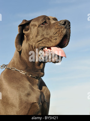 Porträt einer schönen blauen Dogge Stockfoto