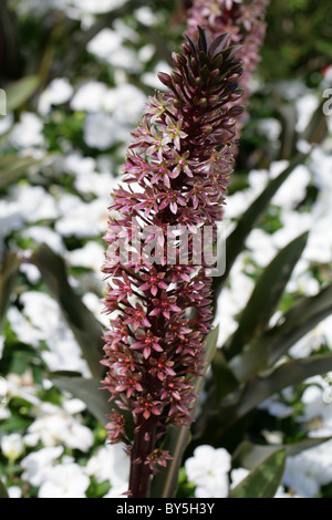 Ananas-Lilie, Eucomis Comosa "Sparkling Burgund', Syn E. Trommler, Hyacinthaceae, Südafrika Stockfoto