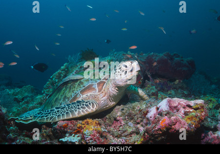 Suppenschildkröte (Chelonia Mydas) in Ruhe am Korallenriff. Sipadan, Malaysia. Stockfoto