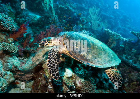 Echte Karettschildkröte (Eretmochelys Imbricata). Sipadan, Malaysia. Stockfoto