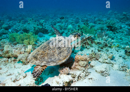 Echte Karettschildkröte (Eretmochelys Imbricata) über Korallenriff schwimmen. Ägypten, Rotes Meer. Stockfoto