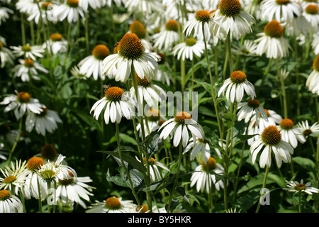 Echinacea Rudbeckia purpurea White Swan mit weißen Blüten und gelb